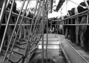 Read Industrial herringbone milking system