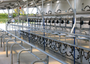 Read Industrial herringbone milking system